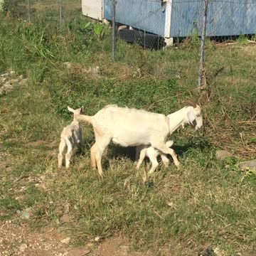 BABY LAMBORGHINI RUNS TO MOTHER MAZERATII
