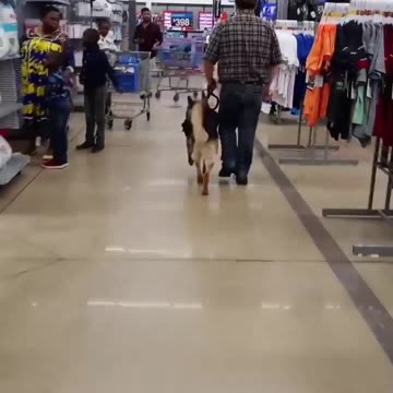 Service dog in Walmart!