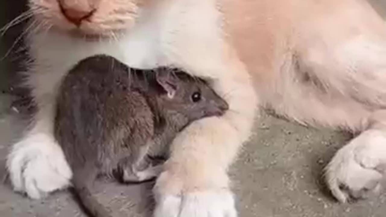 💖💕💓😂Cat and rat funny short video😂💓💕💖