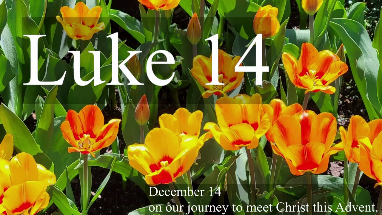 Luke 14