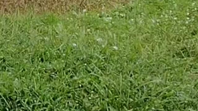 The nature zone: Bird call.