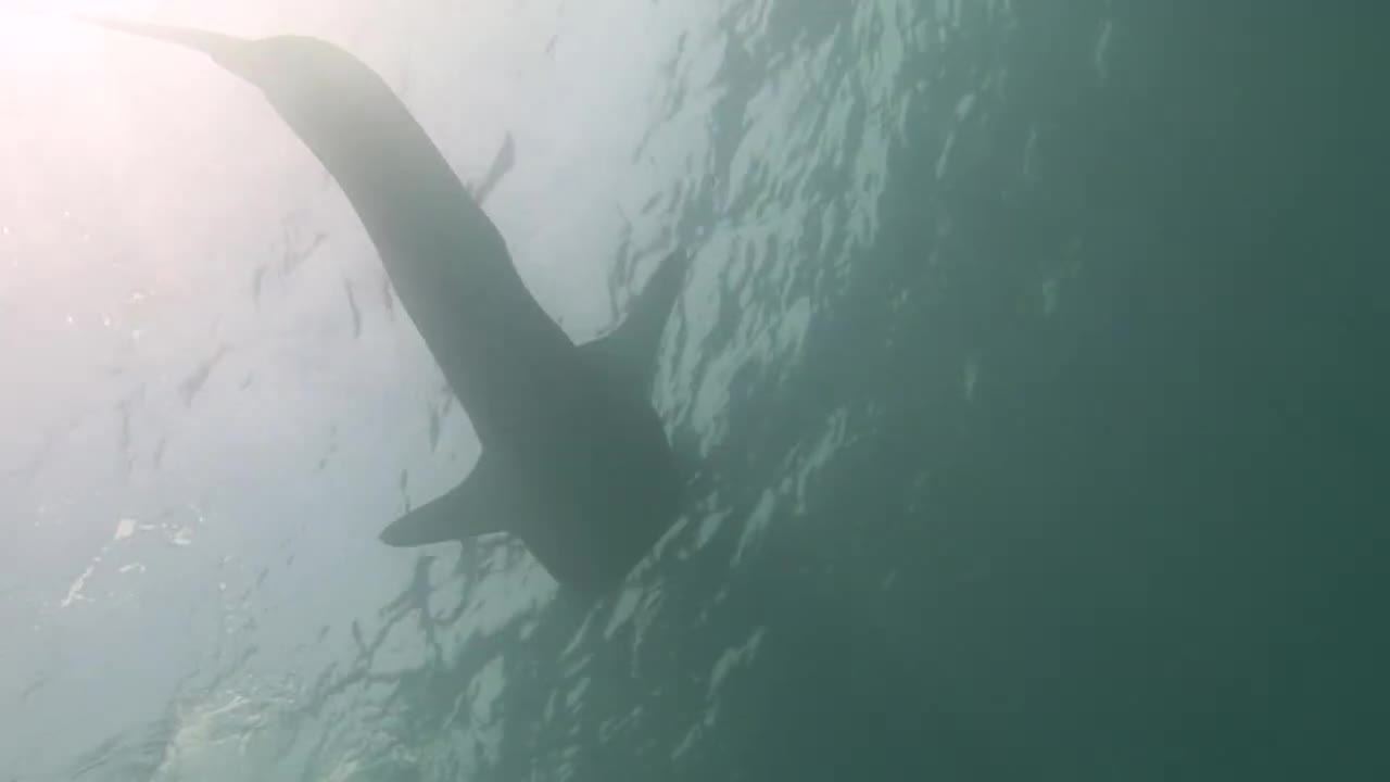 Whale shark sea on background of clean clear blue water of Maldives