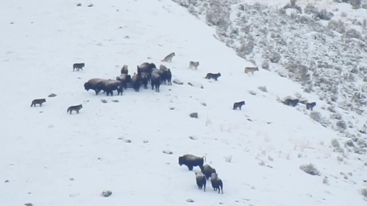 Wolves Hunting Bison