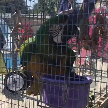 Macaw takes bath in water bowl