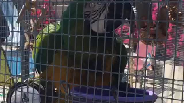 Macaw takes bath in water bowl