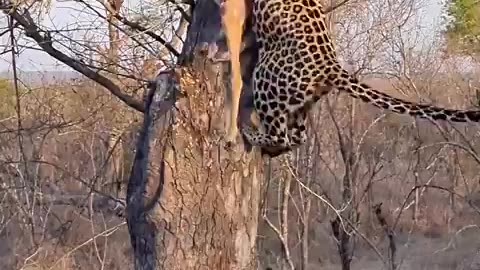 Watch as the Ximungwe Female leopard outsmarts an opportunistic hyena