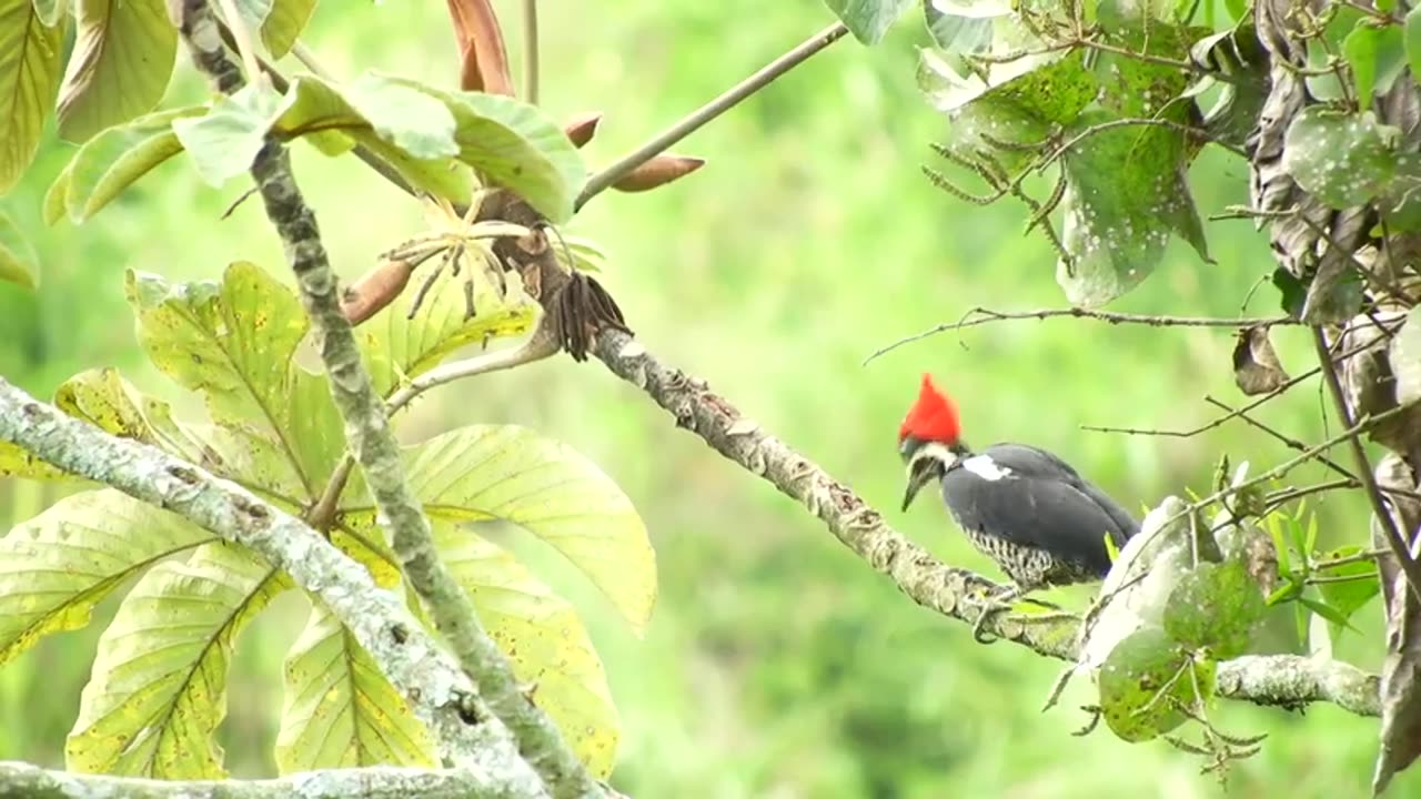 Beautiful birds stock footage