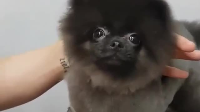 Dancing while getting a groom