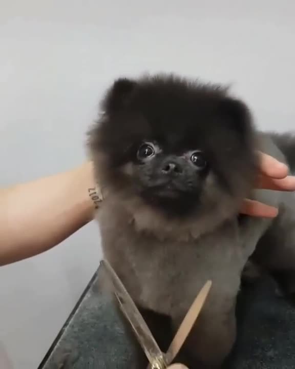 Dancing while getting a groom
