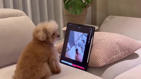 청소기 집착미소🐻 #미소아라 #틱톡애니멀 #내펫애교 #내펫피서 #foryou #fyp #pet