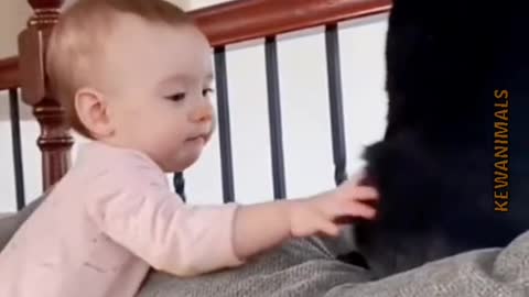 Video tiktok funny cat