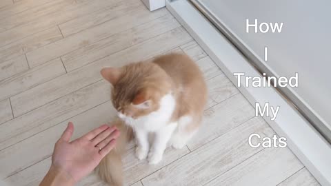 How I Trained My Cats