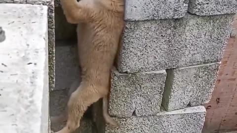 There's always one..🐕🐾😅