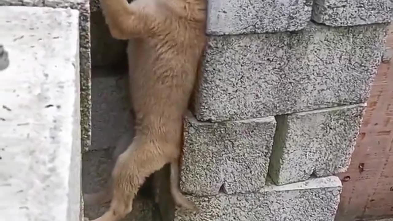 There's always one..🐕🐾😅