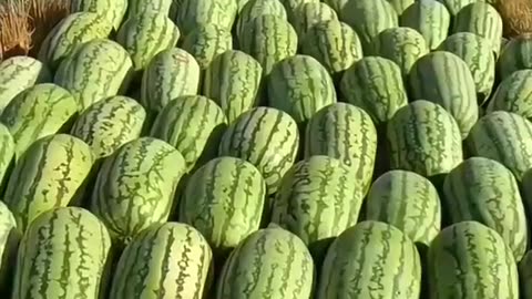 Amazing Satisfying Video