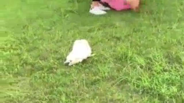Cute Cats and Kittensđź’– # 11 |MeowMeow| #shorts #shorts