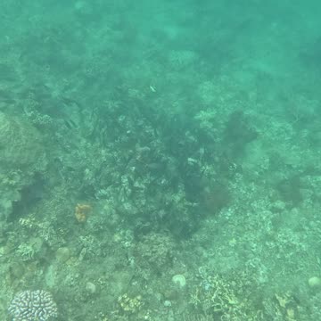 Snorkeling Adventures Philippines. A large school of fish swimming past and new corals are growing.