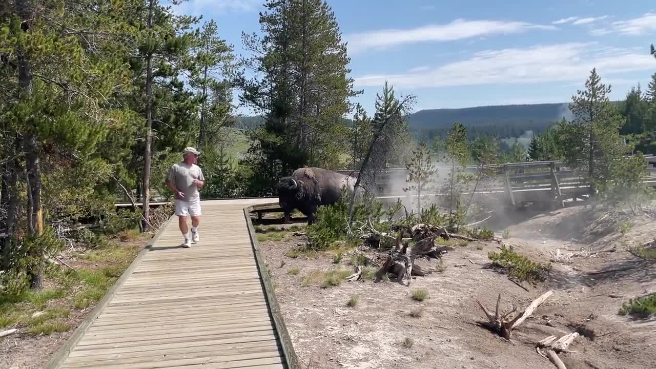 A Bison in a Park Slowly Charges Towards Nearby Visitors as Guy Attempts to Move Away