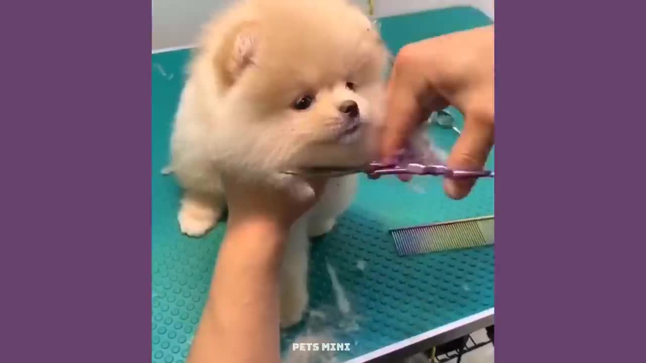 Chó Phốc Sóc Mini - Funny and Cute Dog Pomeranian😍🐶