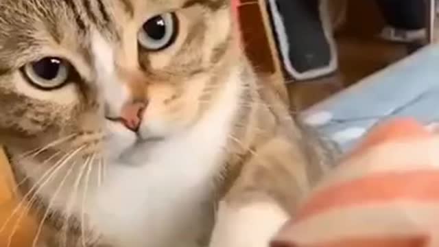 Compilation of Cats Funny Videos