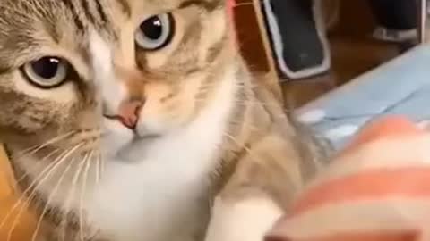 Compilation of Cats Funny Videos