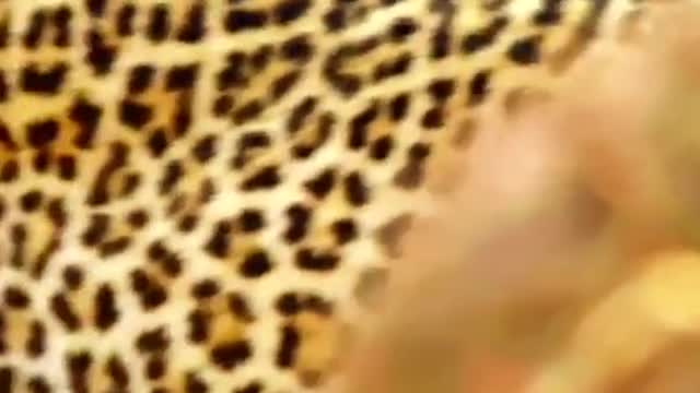 Leopard prey on antelope