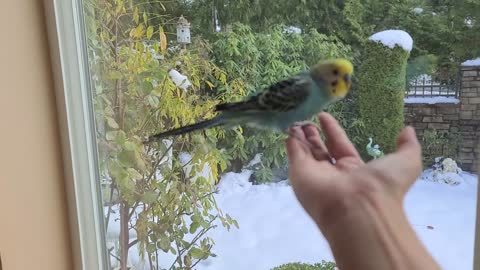 Parakeets 41