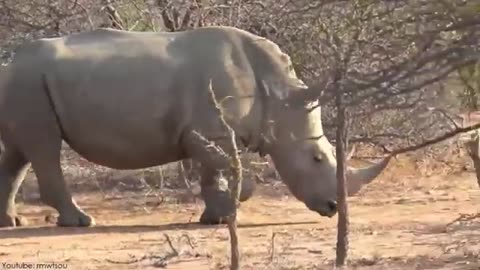 May be this video save your life | 10 Most Aggressive Animals in the World😡😡😡😡😡😡😡😡😡😲😲😲😲😲😲