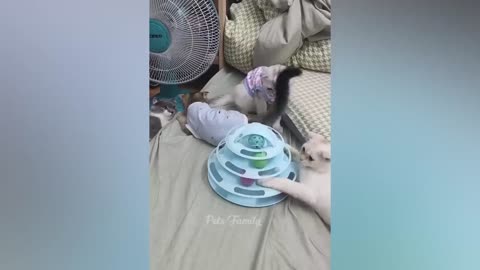 funniest animals 2023