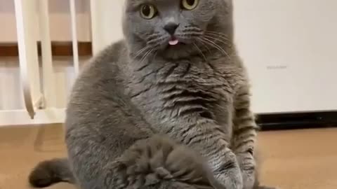 Little Gray Cute Cat