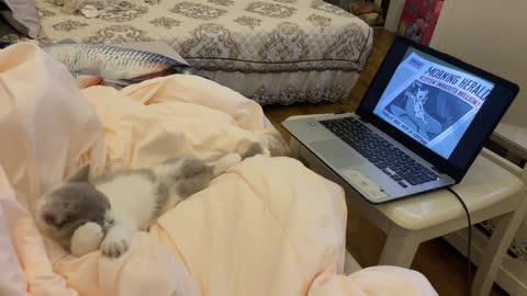 Kitten Watching TV