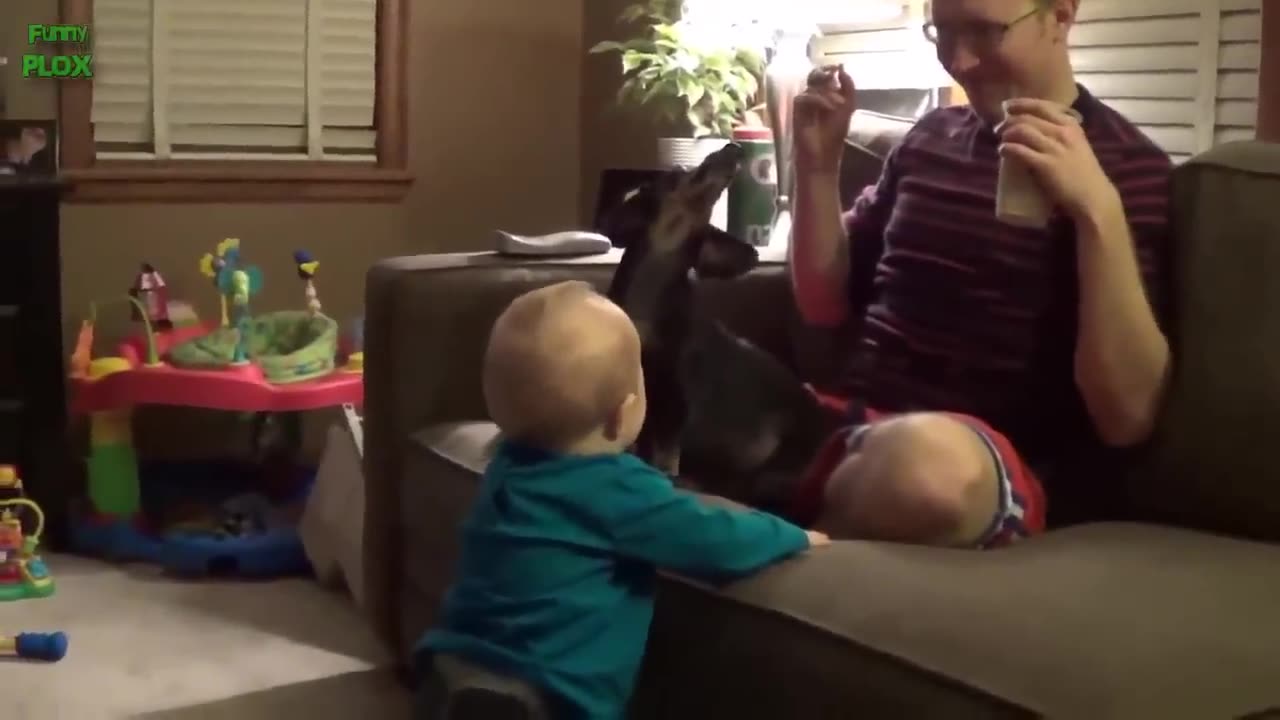 Funny Babies Laughing Hysterically at Dogs Compilation