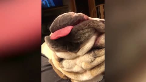 💥These Dog Are So Weird Viral Weekly😅😜 of March | Funny Animal Videos💥👌