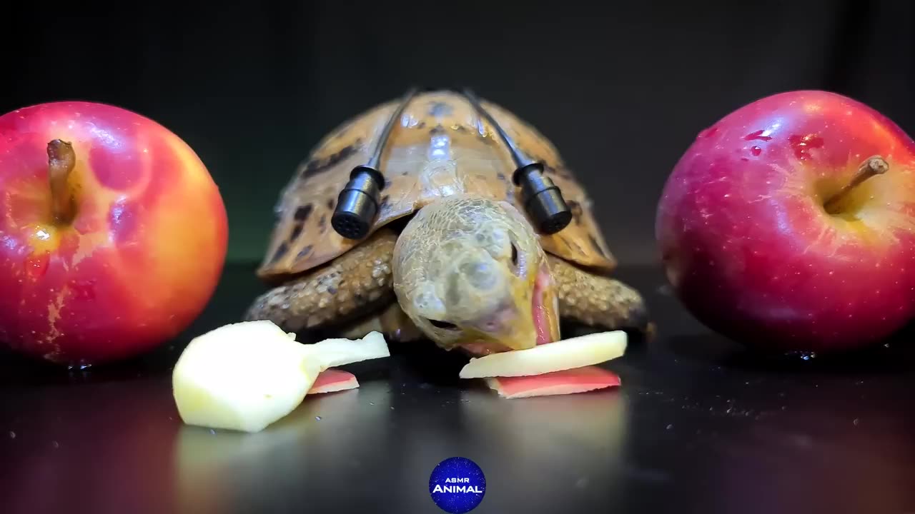 TURTLE TORTOISE EATING APPLE WITH FUN