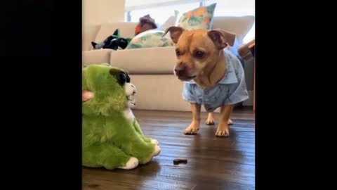 Angry Cute Dog |Shorts |New Video 2021| Cute Animals