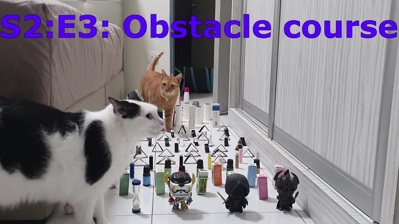 Panji and Kittenu Obstacle Course- Level 1