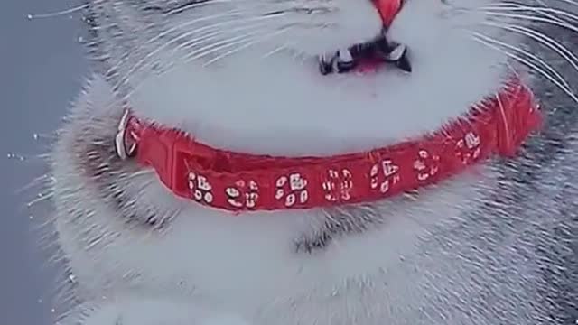 Thisisthequeeninthesnow.