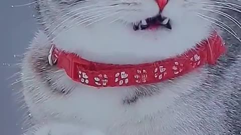 Thisisthequeeninthesnow.