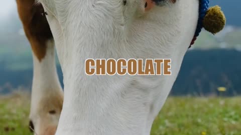 Chocolate Milk Comes From Brown Cows?