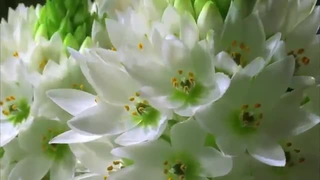 Beautiful Flower / Nature Whatsapp Status Video 💕💕