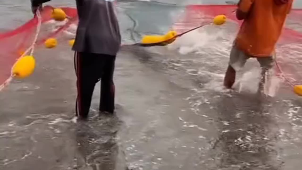 netting fish on the beach