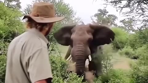 Encounter with an elephant