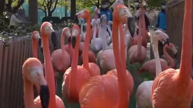 The flamingo walks