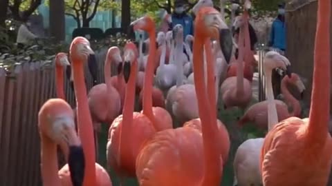 The flamingo walks