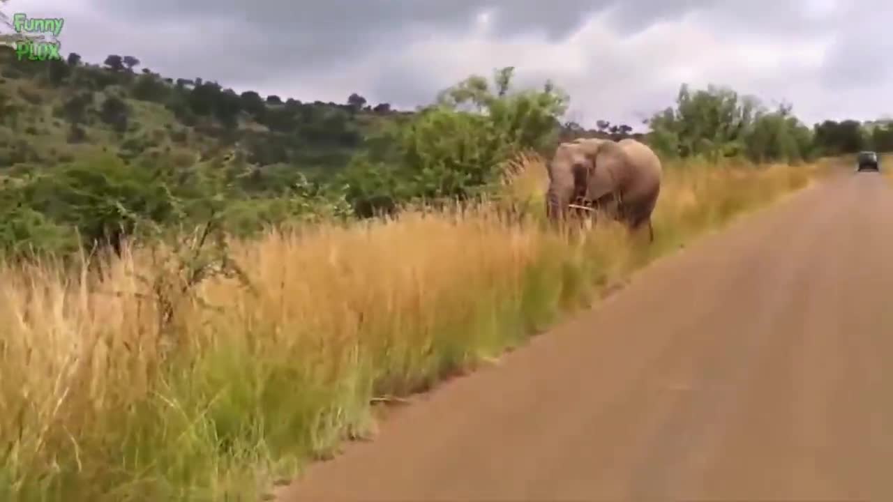 Most Funny and Cute Baby Elephant Videos Compilation