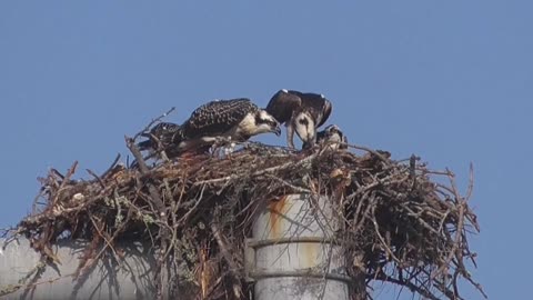 Osprey Feeding Their Young