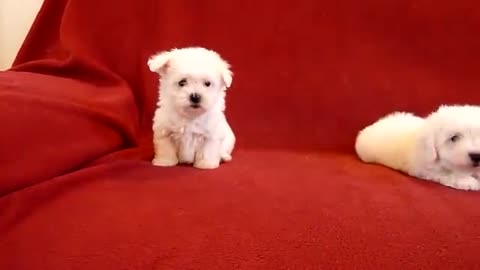 PUI DE BICHON MALTESE 0725758099