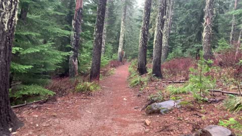 Enjoying the Peace & Quiet of the Old Growth Forest – Mount Hood National Forest – 4K