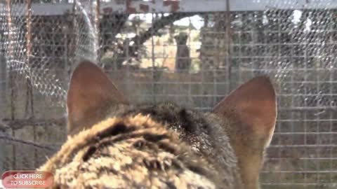 Someone's house cat that gave birth and for sale