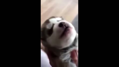 Cute Baby Animals